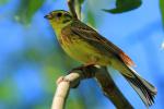 Trznadel - Emberiza citrinella - 금빛머리멧새 - Fotografia nr 20090513_4140