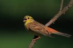 Trznadel - Emberiza citrinella - 금빛머리멧새 - Fotografia nr 20090513_4143