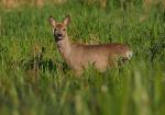 Sarna - Capreolus capreolus - 노루 - Fotografia nr 20090514_4197