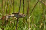 Cierniówka - Sylvia communis - Fotografia nr 20090520_4518