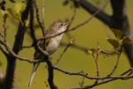 Cierniówka - Sylvia communis - Fotografia nr 20090520_4522
