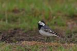 Pliszka siwa - Motacilla alba - 알락할미새 - Fotografia nr 20090523_4658