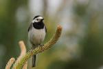 Pliszka siwa - Motacilla alba - 알락할미새 - Fotografia nr 20090523_4703