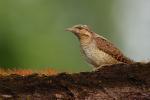 Krętogłów - Jynx torquilla - 개미잡이 - Fotografia nr 20090524_4918
