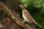 Krętogłów - Jynx torquilla - 개미잡이 - Fotografia nr 20090524_4979