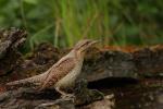 Krętogłów - Jynx torquilla - 개미잡이 - Fotografia nr 20090524_5025