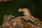 Krętogłów - Jynx torquilla - 개미잡이 - Fotografia nr 20090524_5052