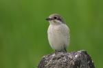 Dzierzba gąsiorek - Lanius collurio - 붉은등때까치 - Fotografia nr 20090524_5257