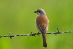 Dzierzba gąsiorek - Lanius collurio - 붉은등때까치 - Fotografia nr 20090524_5281