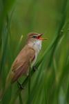 Trzciniak zwyczajny - Acrocephalus arundinaceus - Fotografia nr 20090524_5309