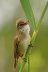 Trzciniak zwyczajny - Acrocephalus arundinaceus - Fotografia nr 20090524_5328