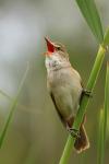 Trzciniak zwyczajny - Acrocephalus arundinaceus - Fotografia nr 20090524_5337