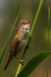 Trzciniak zwyczajny - Acrocephalus arundinaceus - Fotografia nr 20090524_5387
