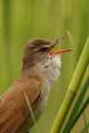 Trzciniak zwyczajny - Acrocephalus arundinaceus - Fotografia nr 20090524_5416