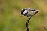 Sikora sosnówka - Periparus ater - 진박새 - Fotografia nr 20090529_5841