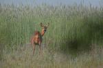 Sarna - Capreolus capreolus - 노루 - Fotografia nr 20090601_6169