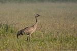 Żuraw - Grus grus - 검은목두루미 - Fotografia nr 20090601_6207