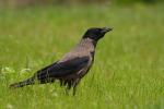 Wrona siwa - Corvus cornix - Fotografia nr 20090601_6267