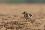 Brodziec piskliwy - Actitis hypoleucos - 깝작도요 - Fotografia nr 20090607_7064