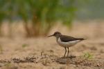 Brodziec piskliwy - Actitis hypoleucos - 깝작도요 - Fotografia nr 20090607_7073