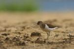 Brodziec piskliwy - Actitis hypoleucos - 깝작도요 - Fotografia nr 20090607_7088