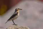 Białorzytka zwyczajna - Oenanthe oenanthe - 북방사막딱새 - Fotografia nr 20090609_7259