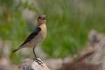 Białorzytka zwyczajna - Oenanthe oenanthe - 북방사막딱새 - Fotografia nr 20090609_7287