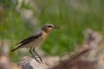 Białorzytka zwyczajna - Oenanthe oenanthe - 북방사막딱새 - Fotografia nr 20090609_7290