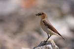 Białorzytka zwyczajna - Oenanthe oenanthe - 북방사막딱새 - Fotografia nr 20090609_7330