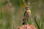 Białorzytka zwyczajna - Oenanthe oenanthe - 북방사막딱새 - Fotografia nr 20090609_7342