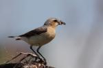 Białorzytka zwyczajna - Oenanthe oenanthe - 북방사막딱새 - Fotografia nr 20090609_7350