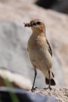 Białorzytka zwyczajna - Oenanthe oenanthe - 북방사막딱새 - Fotografia nr 20090609_7363