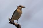 Białorzytka zwyczajna - Oenanthe oenanthe - 북방사막딱새 - Fotografia nr 20090609_7373