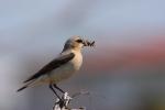 Białorzytka zwyczajna - Oenanthe oenanthe - 북방사막딱새 - Fotografia nr 20090609_7376