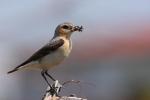 Białorzytka zwyczajna - Oenanthe oenanthe - 북방사막딱새 - Fotografia nr 20090609_7378