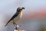 Białorzytka zwyczajna - Oenanthe oenanthe - 북방사막딱새 - Fotografia nr 20090609_7380