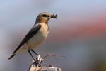 Białorzytka zwyczajna - Oenanthe oenanthe - 북방사막딱새 - Fotografia nr 20090609_7388
