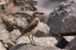 Białorzytka zwyczajna - Oenanthe oenanthe - 북방사막딱새 - Fotografia nr 20090609_7427