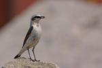 Białorzytka zwyczajna - Oenanthe oenanthe - 북방사막딱새 - Fotografia nr 20090609_7487