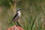 Białorzytka zwyczajna - Oenanthe oenanthe - 북방사막딱새 - Fotografia nr 20090609_7491