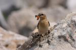 Białorzytka zwyczajna - Oenanthe oenanthe - 북방사막딱새 - Fotografia nr 20090609_7528