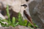 Białorzytka zwyczajna - Oenanthe oenanthe - 북방사막딱새 - Fotografia nr 20090609_7534