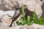Białorzytka zwyczajna - Oenanthe oenanthe - 북방사막딱새 - Fotografia nr 20090609_7543