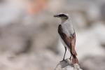 Białorzytka zwyczajna - Oenanthe oenanthe - 북방사막딱새 - Fotografia nr 20090609_7551