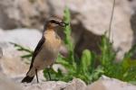 Białorzytka zwyczajna - Oenanthe oenanthe - 북방사막딱새 - Fotografia nr 20090609_7629
