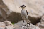 Białorzytka zwyczajna - Oenanthe oenanthe - 북방사막딱새 - Fotografia nr 20090609_7657