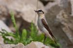 Białorzytka zwyczajna - Oenanthe oenanthe - 북방사막딱새 - Fotografia nr 20090609_7692