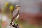 Białorzytka zwyczajna - Oenanthe oenanthe - 북방사막딱새 - Fotografia nr 20090609_7708