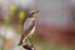 Białorzytka zwyczajna - Oenanthe oenanthe - 북방사막딱새 - Fotografia nr 20090609_7709