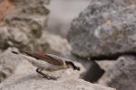 Białorzytka zwyczajna - Oenanthe oenanthe - 북방사막딱새 - Fotografia nr 20090609_7732